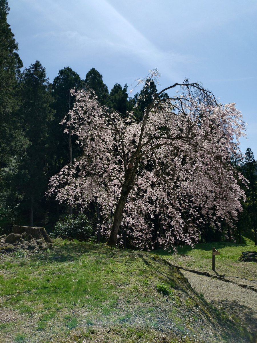 #一乗谷朝倉氏遺跡
今日は我が父が眠る、英林塚へ。
桜がとても美しい。