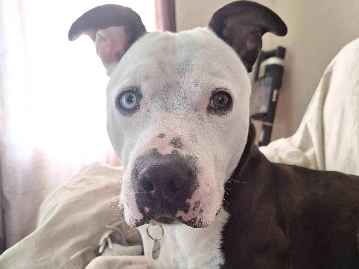 DogsTrust West Calder (Edinburgh) and Dundee tweet media