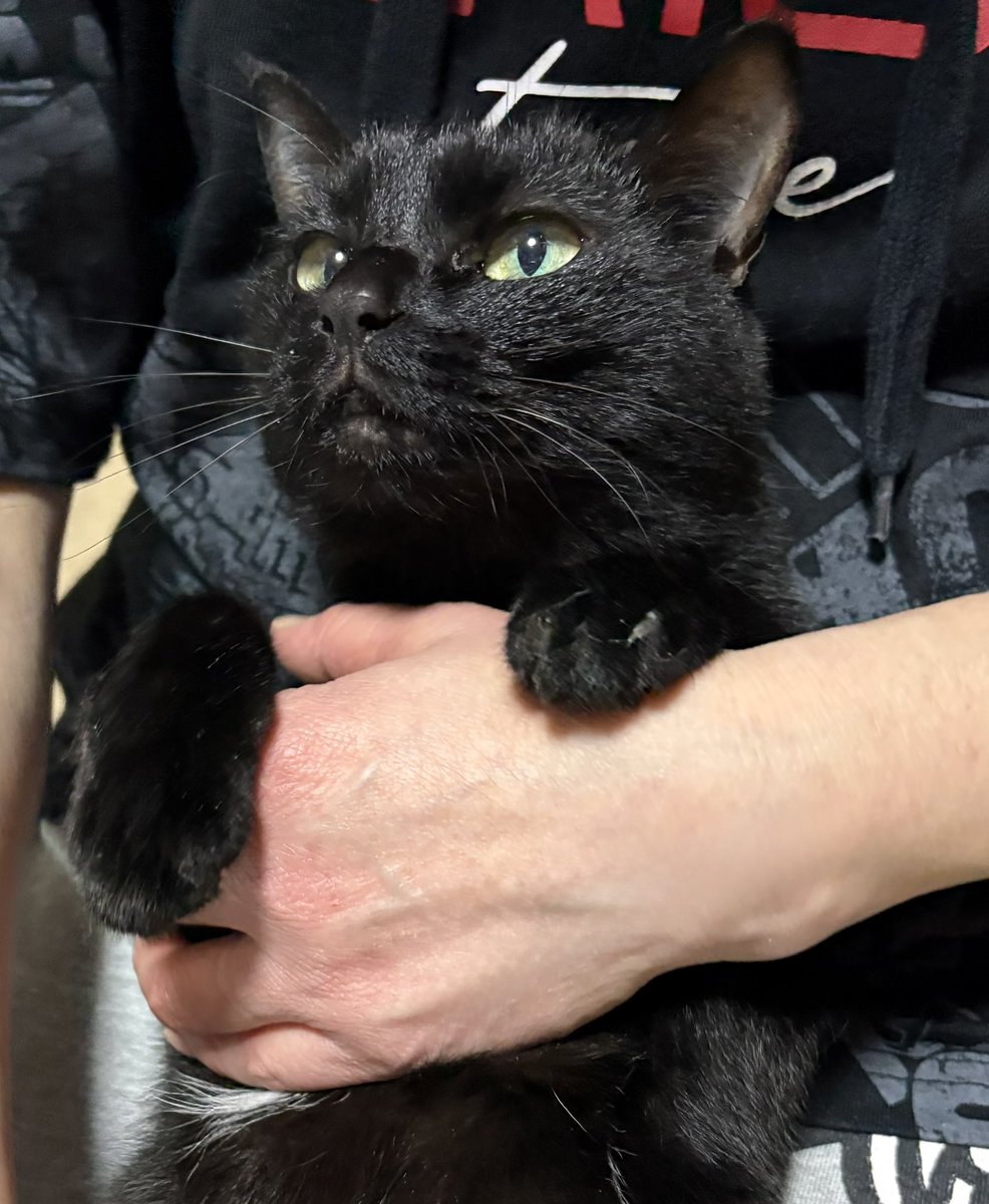 入船亭扇治 tweet media