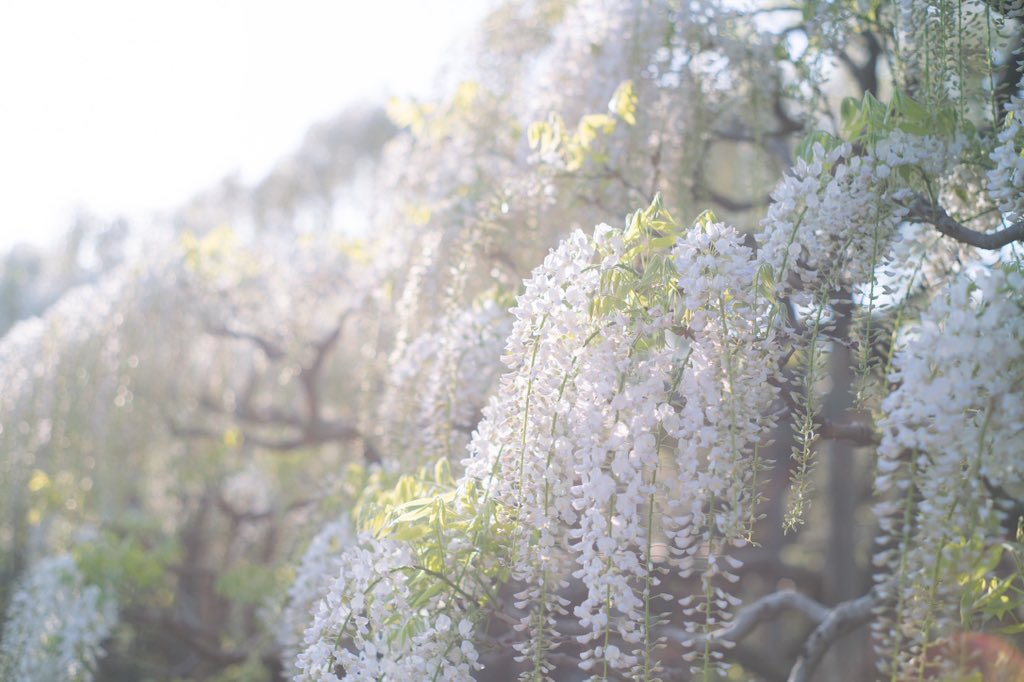 おいも tweet media