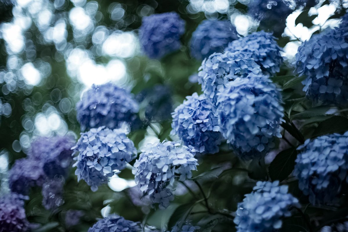 強く儚い者たち