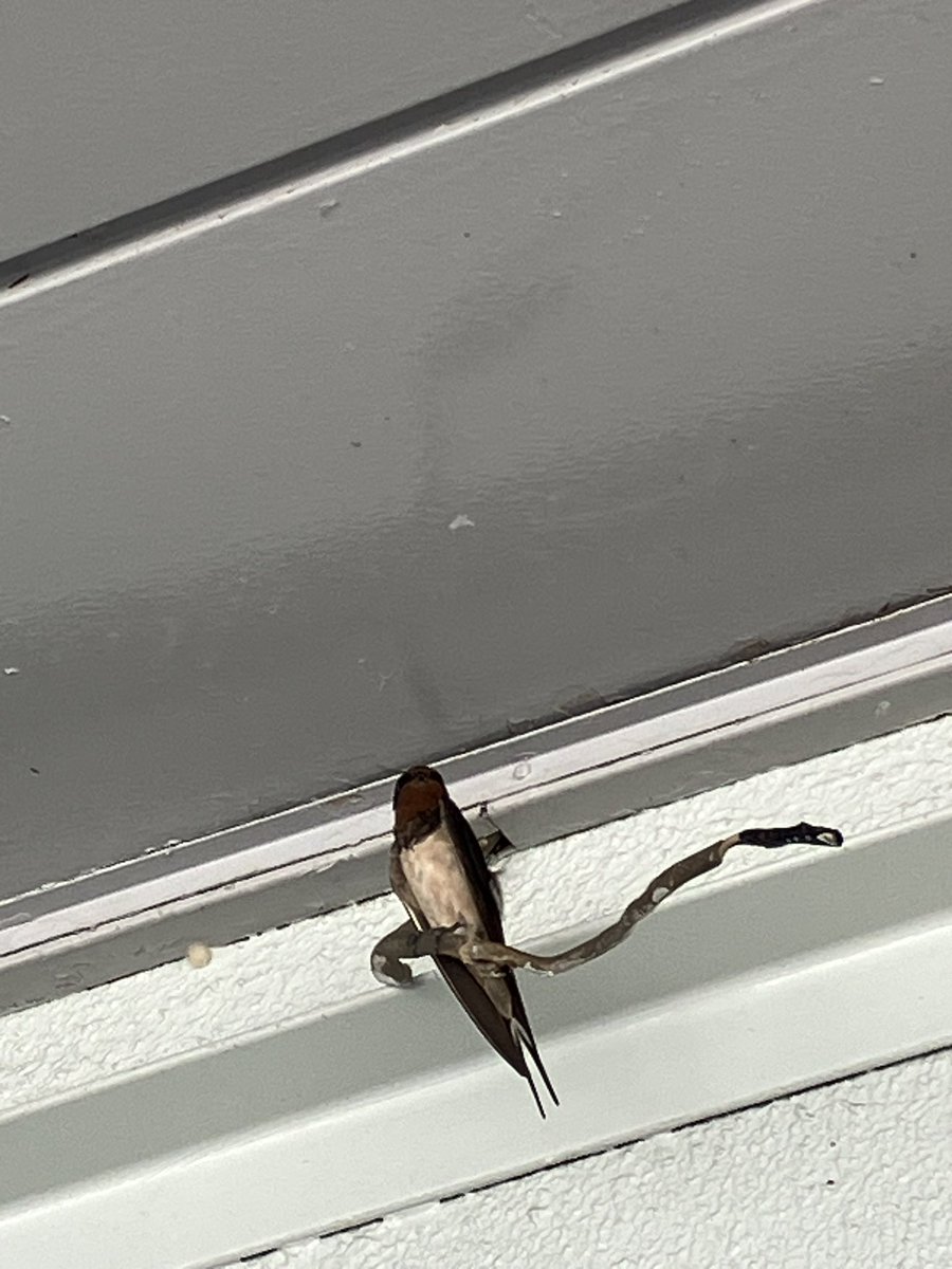 コジイ爺 tweet media