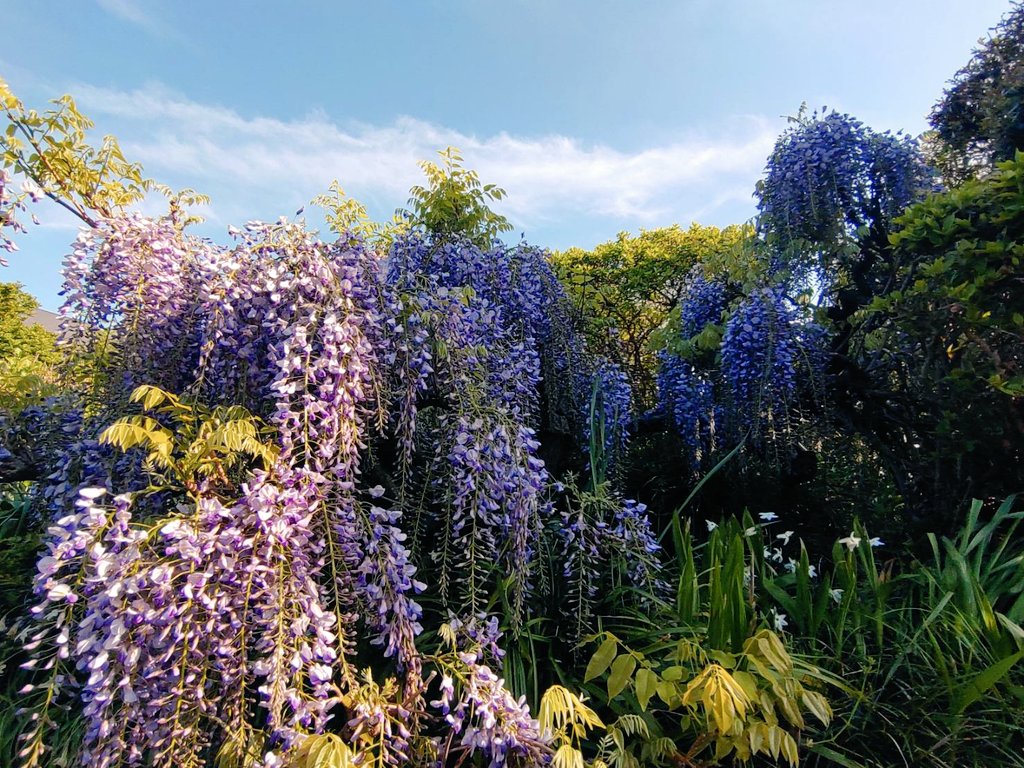 dgyt2010's tweet photo. 今年も我が家の藤の花が咲き始めました🪻

代々受け継いできた家紋のモチーフにもなっており、門口で、鮮やかに春の訪れを伝えてくれています🌱

花言葉は『優しさ』や『歓迎』。まさに、お客様をお迎えするのにぴったりの花ですね！
皆さまの周りでは、今どんな春が咲いていますか？🌸 https://t.co/IQDmBDHOkJ