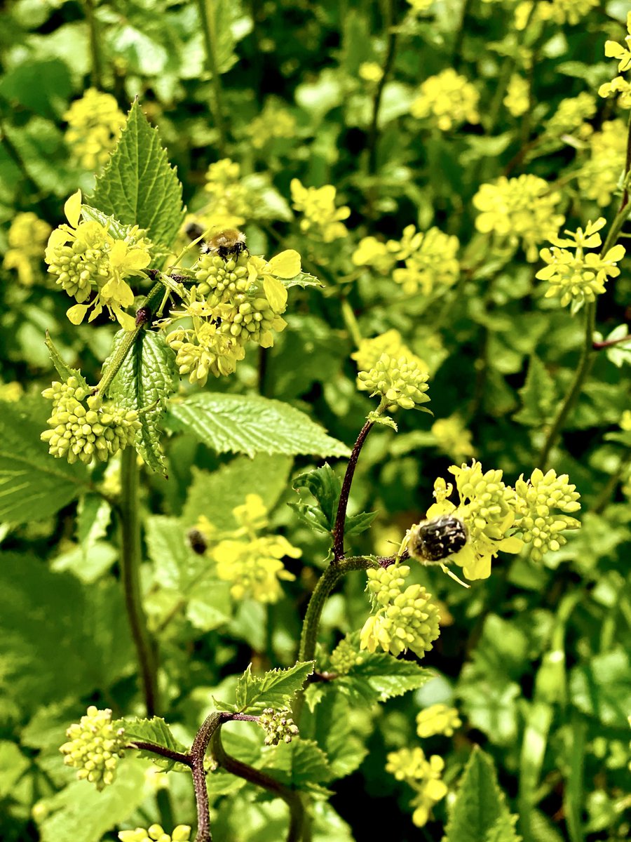 Hüseيin tweet media