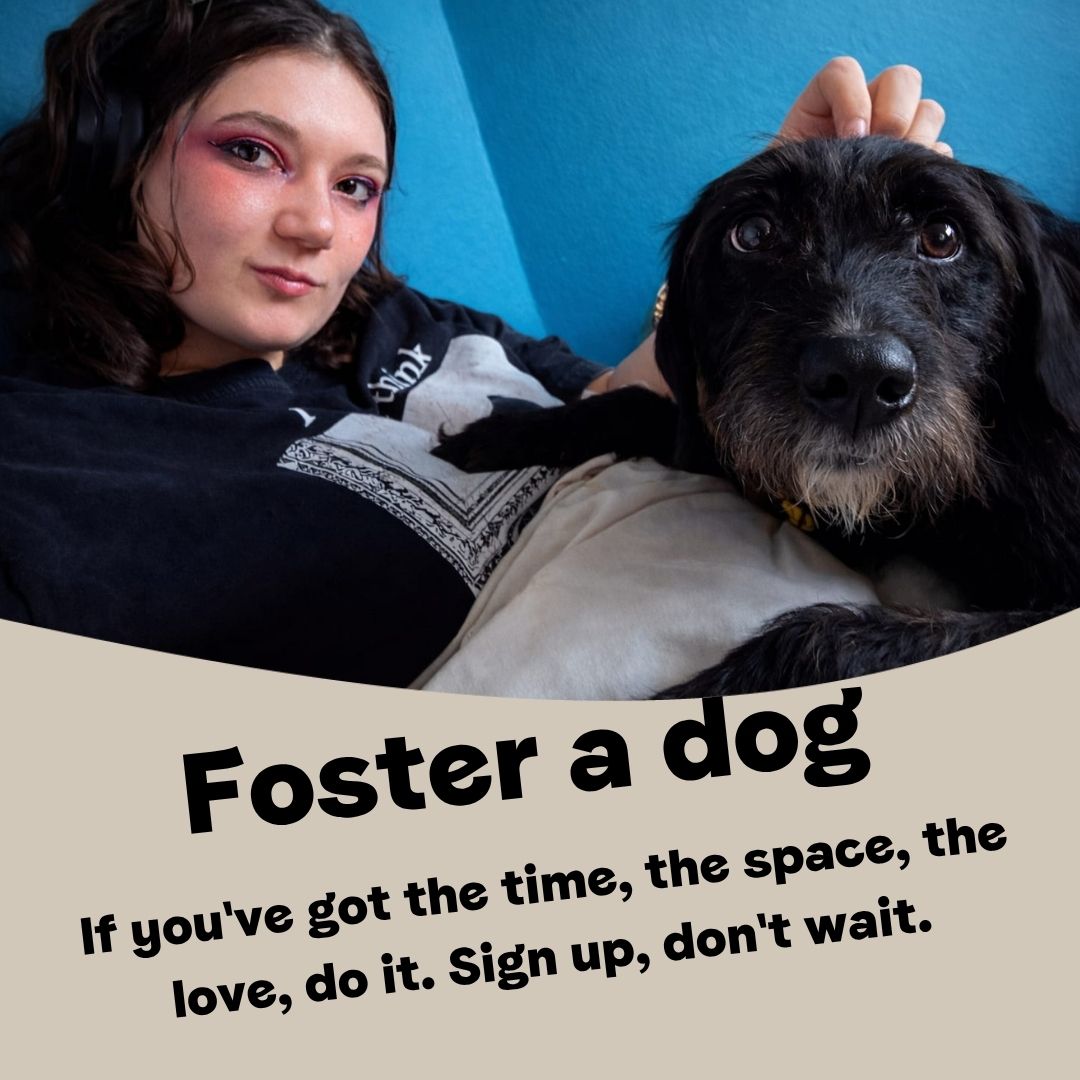 DT_Cumbria's tweet photo. FOSTER A DOG. Experience of dogs is not essential. We’re here to help! 
Complete the application to foster by clicking the link in our bio. #fosterdog #fosterforpaws #adoptdontshop #rescuedogs #dogstrustcumbria #volunteer #saveadog #volunteercumbria #cumbriadogs @dogstrust https://t.co/ktIj4fQzl0