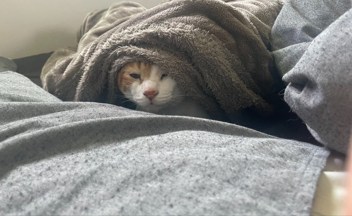 チャー坊 tweet media