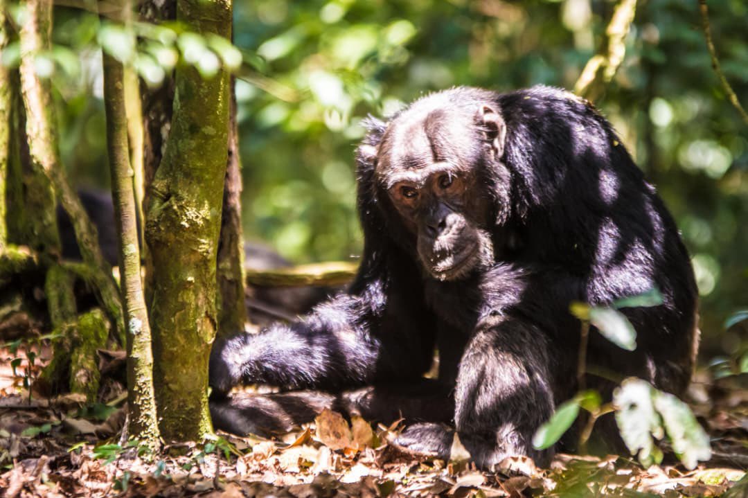 Kasese's Finest 🇺🇬 tweet media