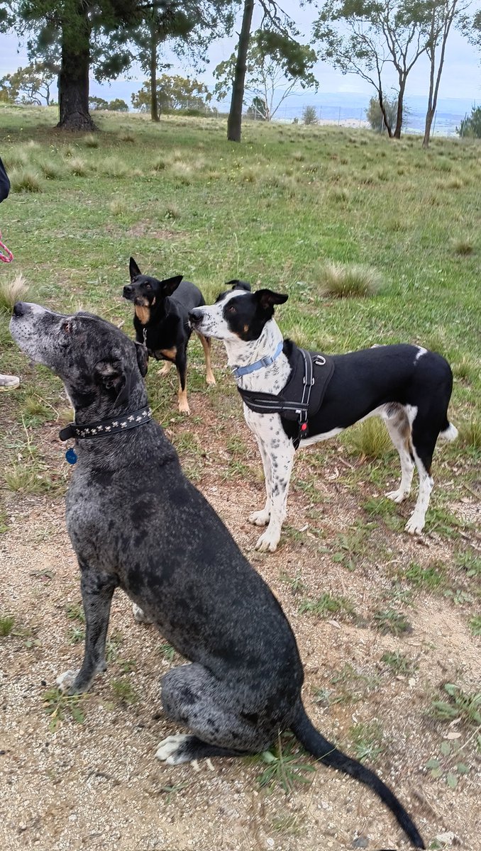 Cheese on Toast tweet media