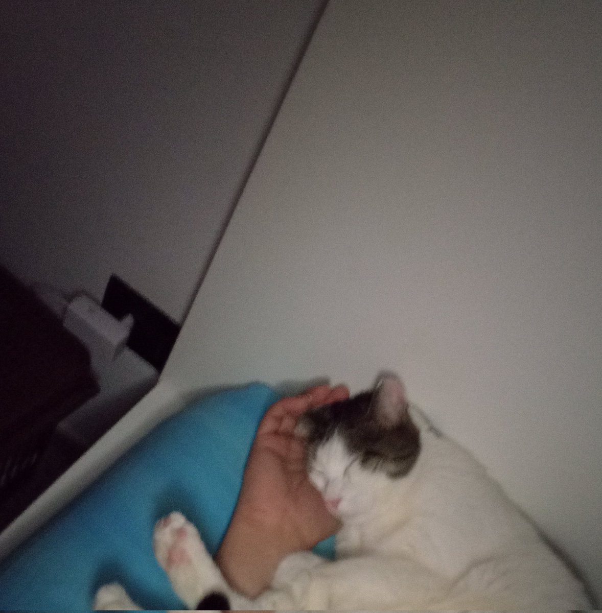 جیکو tweet media