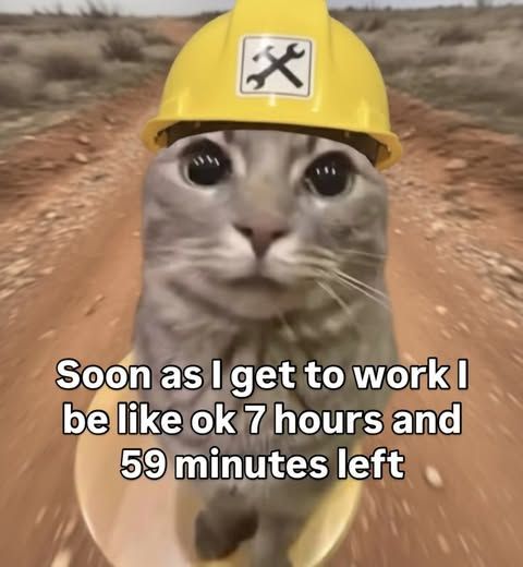 Cool Cat Society tweet media