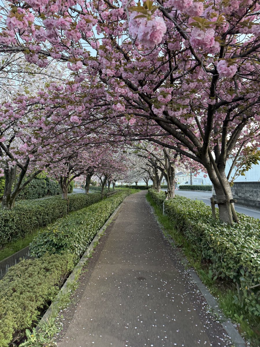 9くっさん3🐣あか音色🎙️ tweet media