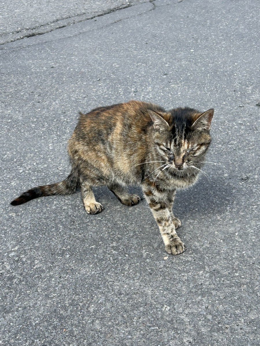 ねこのトラ tweet media