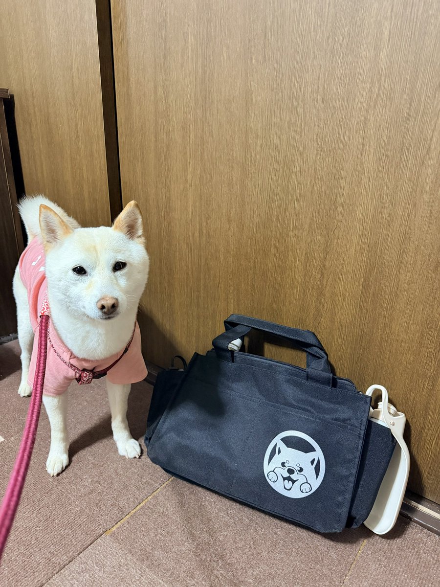 つな@保護犬とろろ(柴犬) tweet media