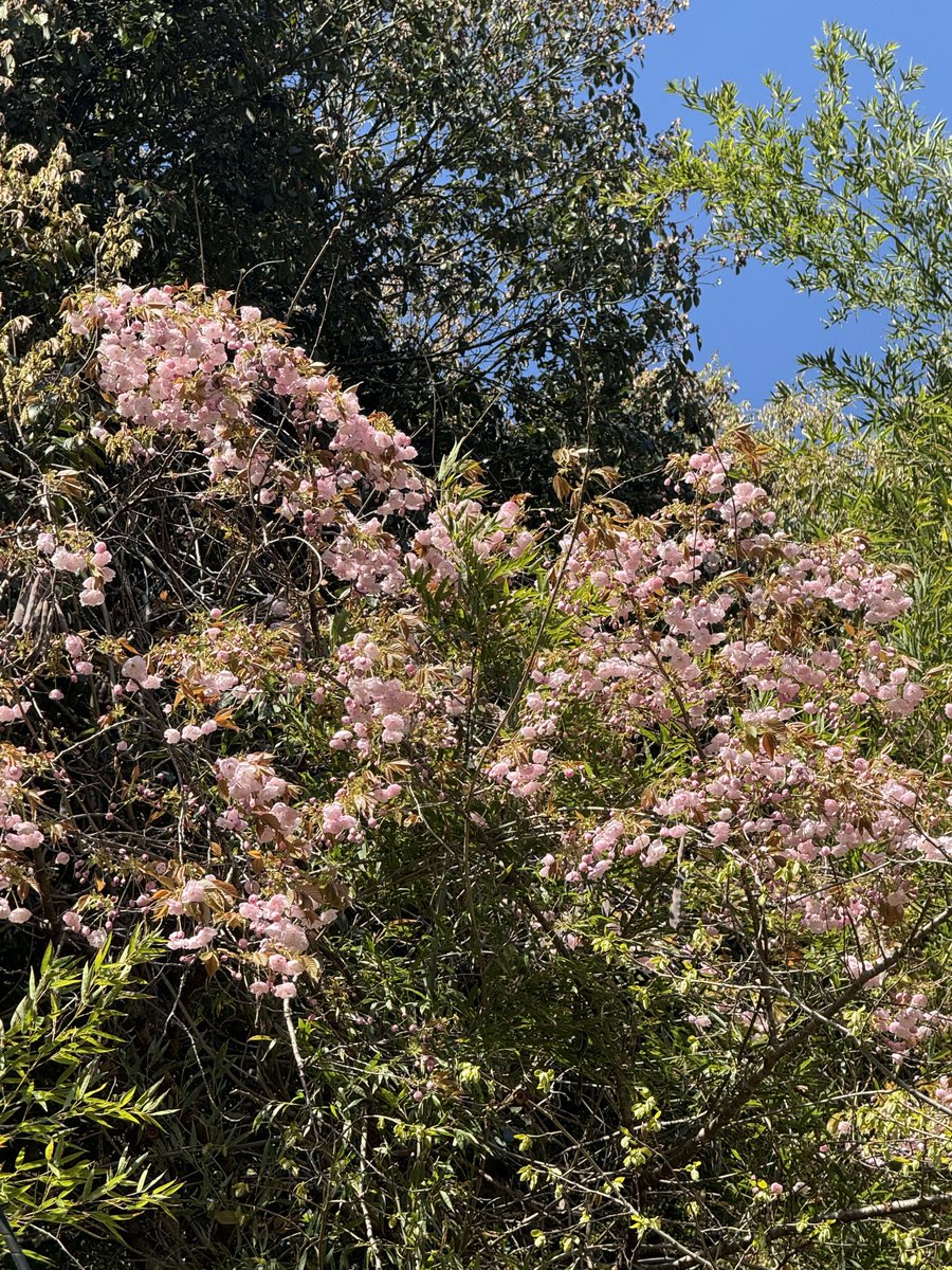 jover/じょばー tweet media