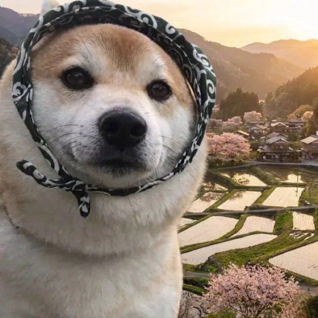 cinnamonstick tweet media