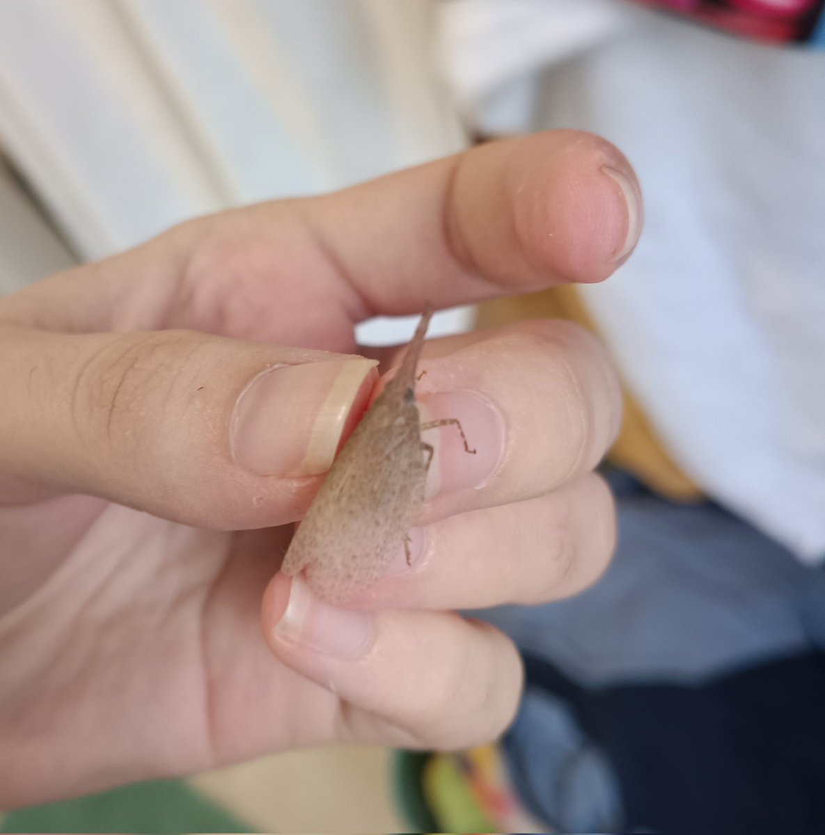 SwindlenAid tweet media