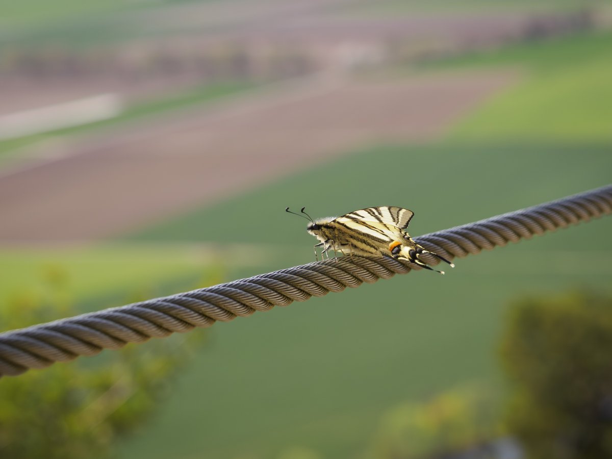 bernd_flicker's tweet image. Der Segelfalter (Iphiclides podalirius) 

ist einer der elegantesten #Schmetterlinge Europas. Mit seinen langen, schwalbenschwanzartigen Flügeln segelt er fast schwerelos durch die Luft, daher sein Name. Die #Raupen leben vor allem an Schlehen und Steinweichsel.
#Lepidoptera