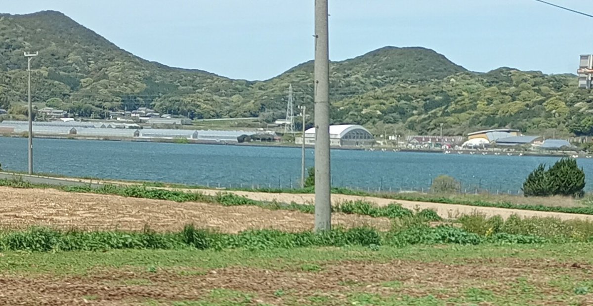 ファーさん。 tweet media