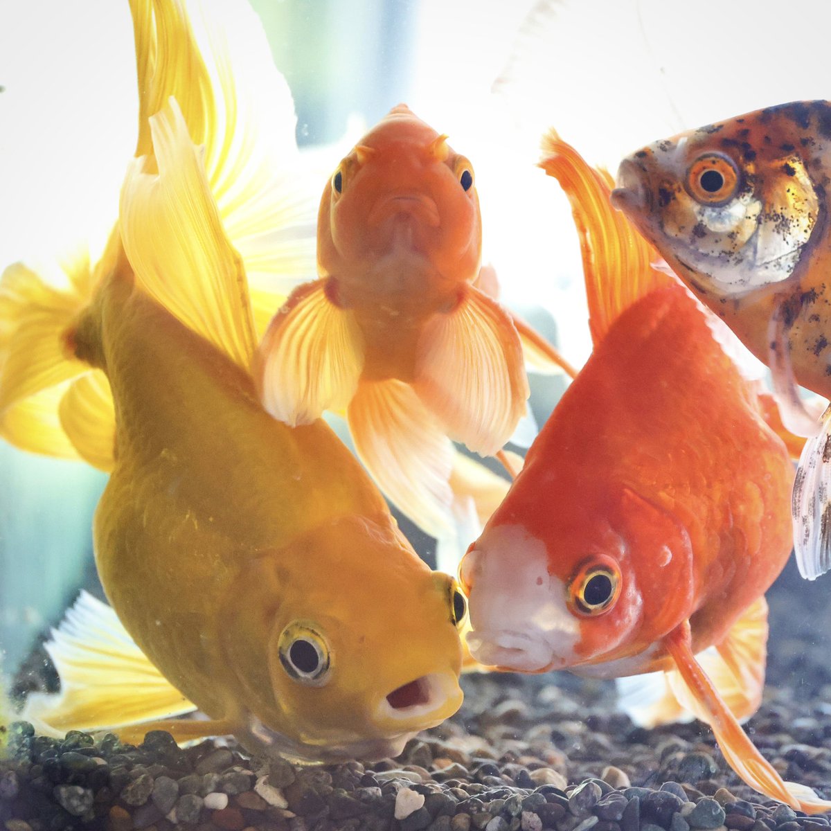 ＼なかよしよにんぐみ！／
#金魚