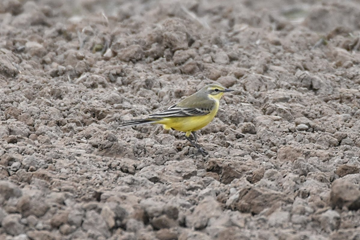 Simon Rose tweet media