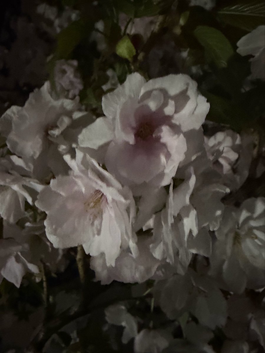 なつぽん tweet media