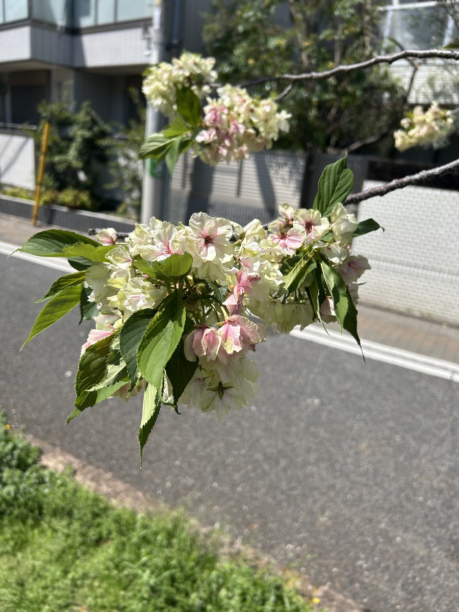 koji5108's tweet photo. 三茶 https://t.co/WU5blkdWqu