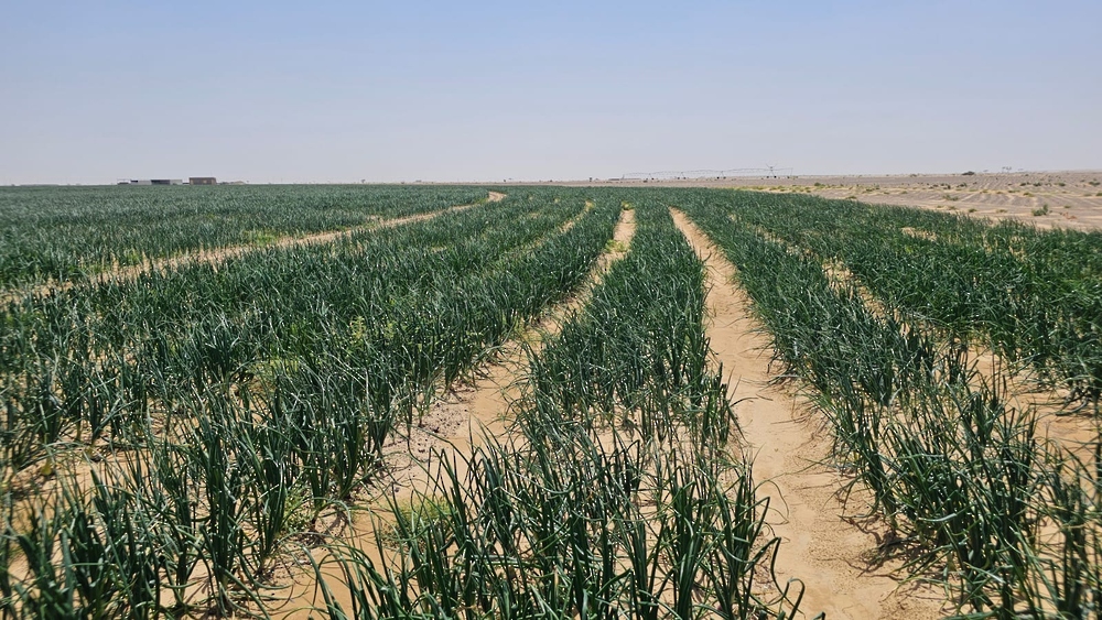 ONA_eng's tweet image. A’Dhahirah Governorate is regarded as one of the leading governorates in the agricultural and livestock sectors in the Sultanate of #Oman, possessing distinguished natural advantages including agricultural land and available water resources. 

n9.cl/omfr3m