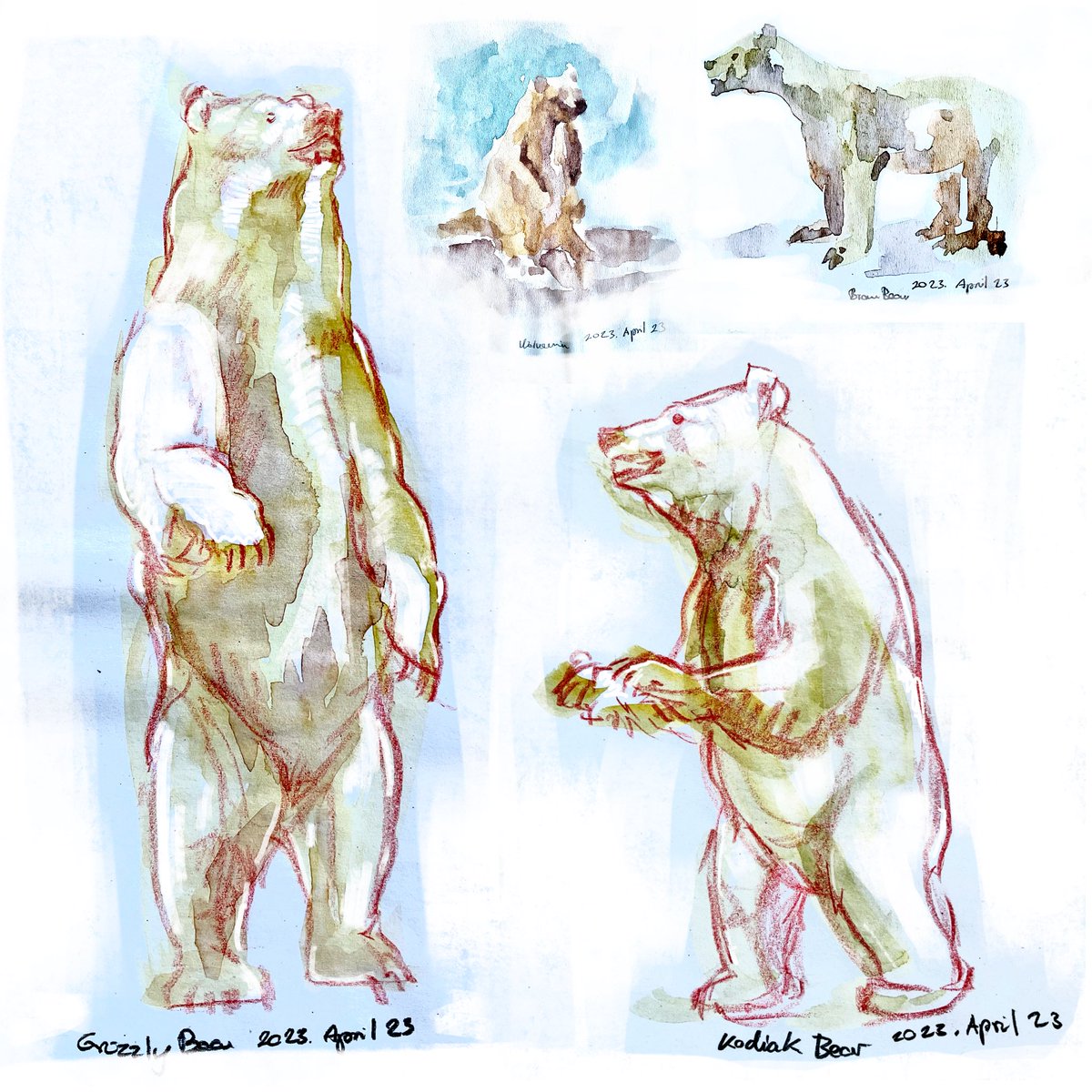 GamingTrilobite's tweet photo. Bear sketches in 2023 at the Hamburg Zoological Museum.

Grizzly Bear (Ursus arctos horribilis)
Kodiak Bear (Ursus arctos middendorffi)

2023. April. 23.

—-
#animalart #animalstudy #watercolorsketch #bear https://t.co/2hs1Q8pMea