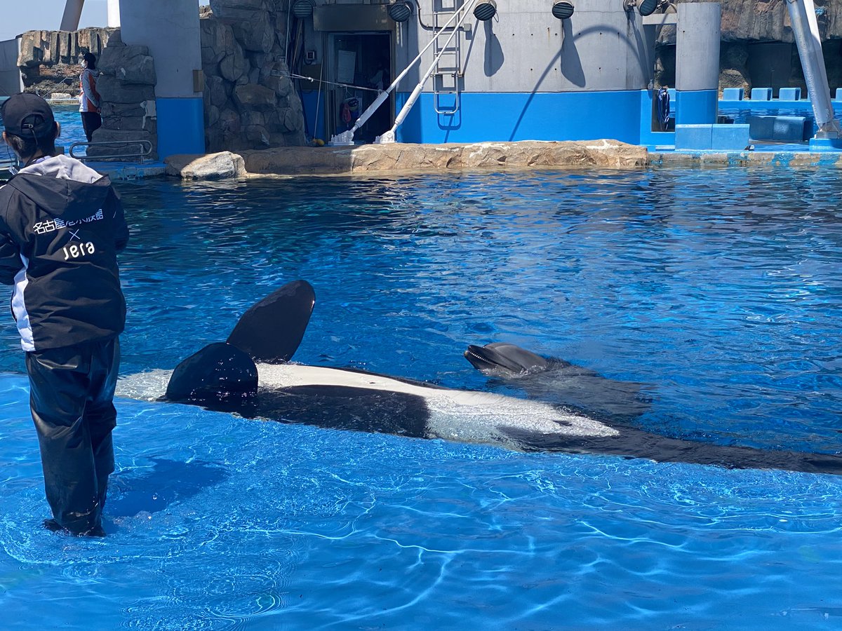 ないちぃ🌽めるぷらむ主催 tweet media