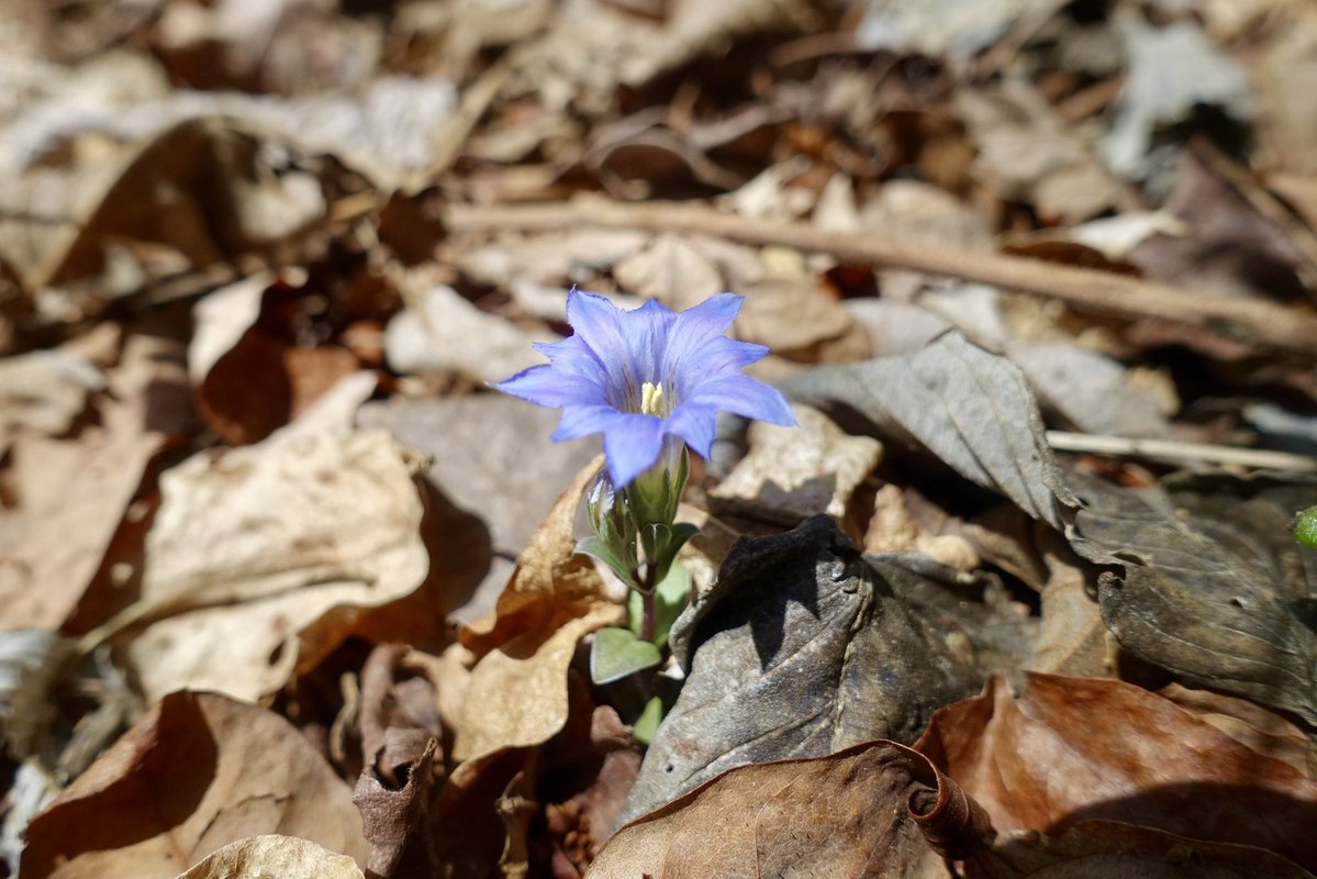 新築祝いにいただいたオオヤマザクラ、20年経って随分と高くなりました。今季はこれまでで一番の花付き！おかげ様で花見ができています（笑）隣のスモモやジューンベリーに続き、今日はフデリンドウも開花！日毎に春らしくなります。#身近な自然観察 #インタープリテーション #八ヶ岳