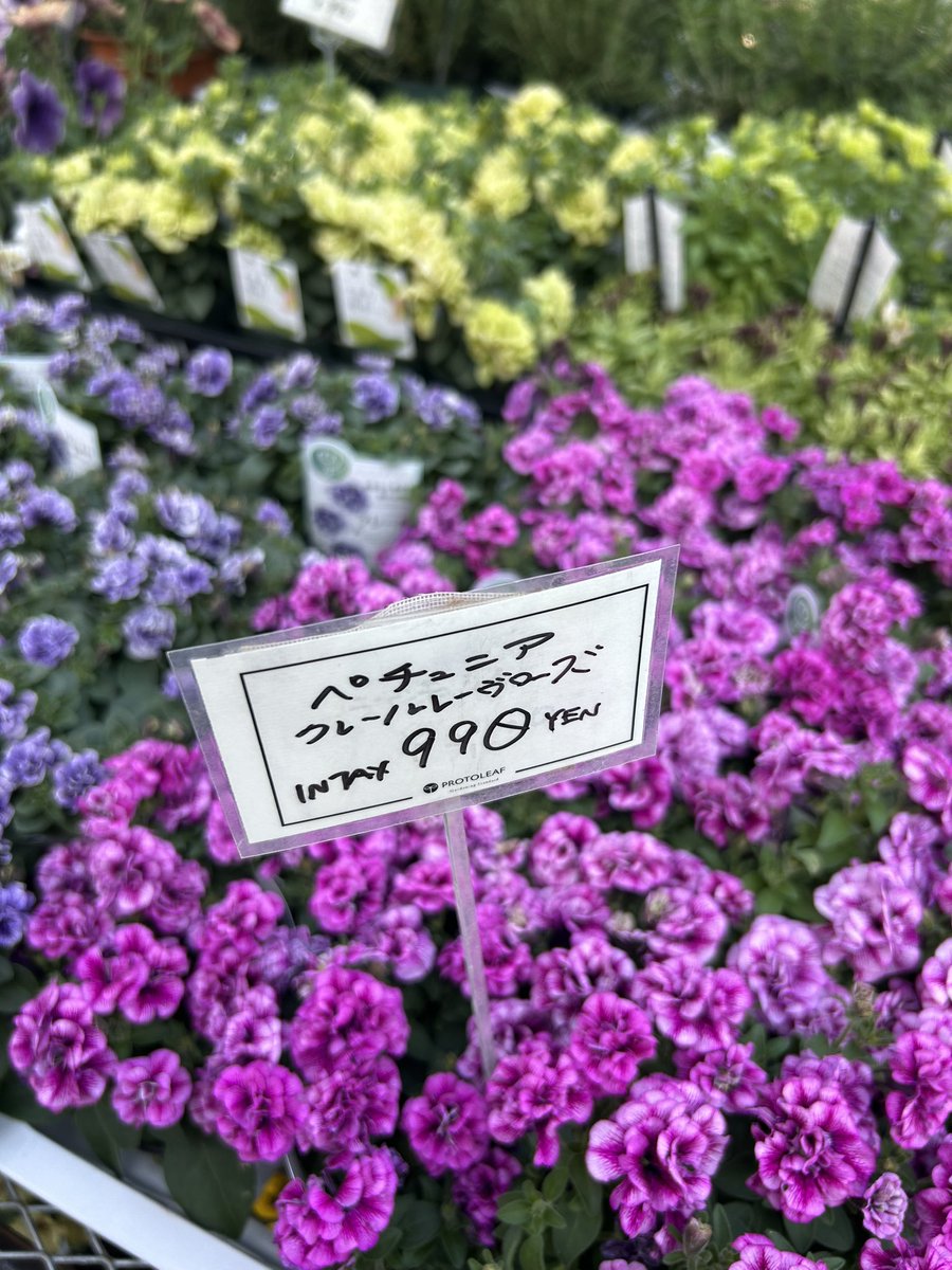 たぬきinフクアリﾍﾍﾍ⋋( ◍’△’◍ )⋌ﾍﾍﾍ tweet media