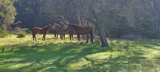 Mazagón Beach tweet media
