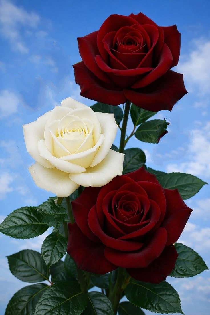 AjitSinghVirk (@ajitvirk) on Twitter photo 