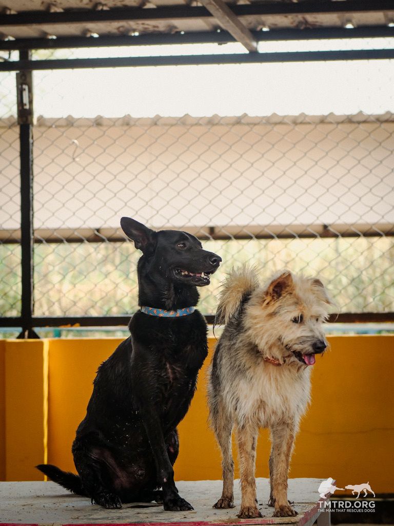 TMTRD - The Man That Rescues Dogs Foundation tweet media