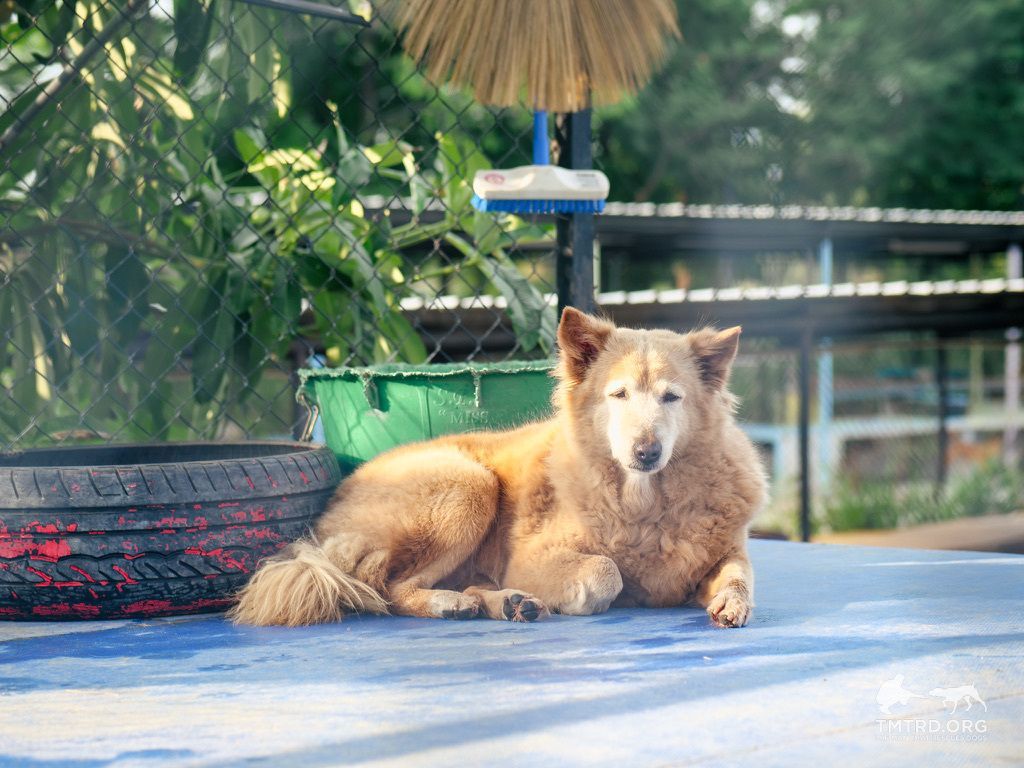 TMTRD - The Man That Rescues Dogs Foundation tweet media