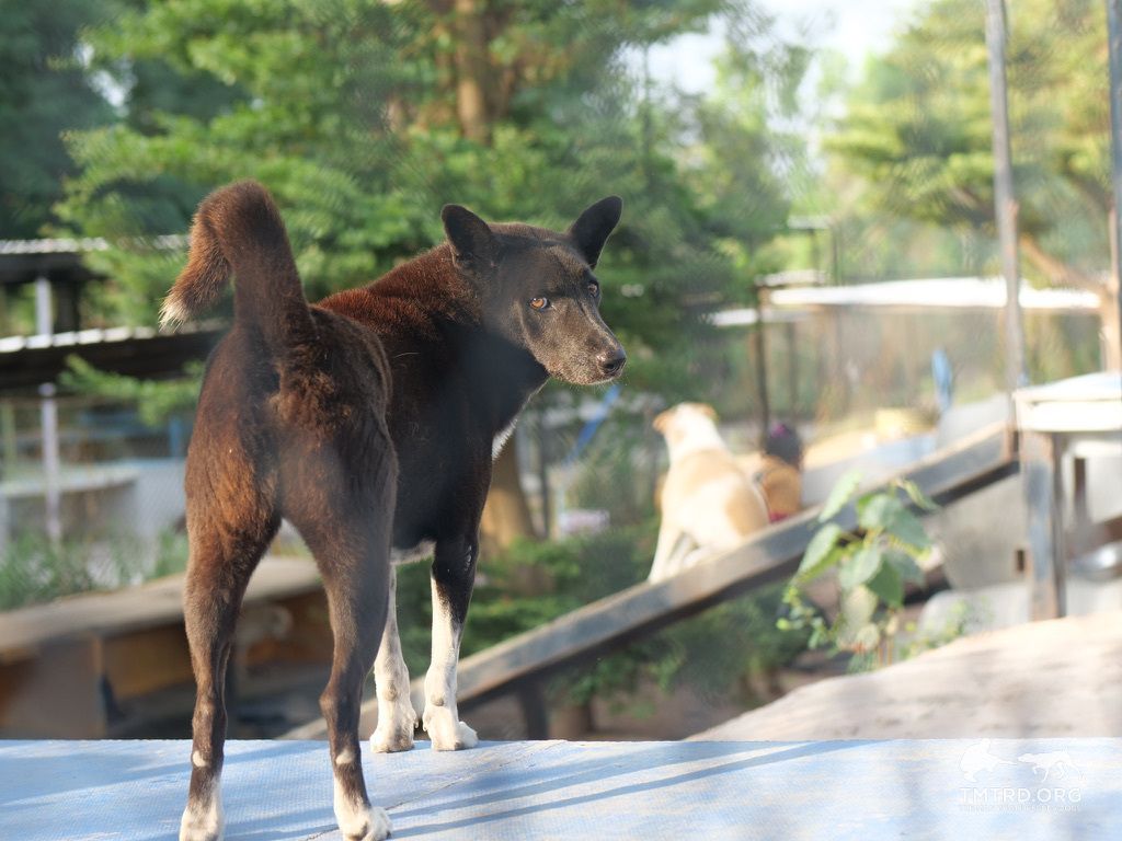 TMTRD - The Man That Rescues Dogs Foundation tweet media