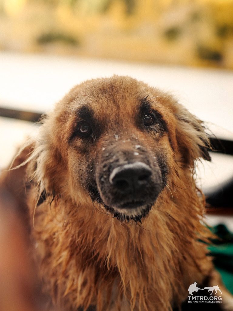 TMTRD - The Man That Rescues Dogs Foundation tweet media