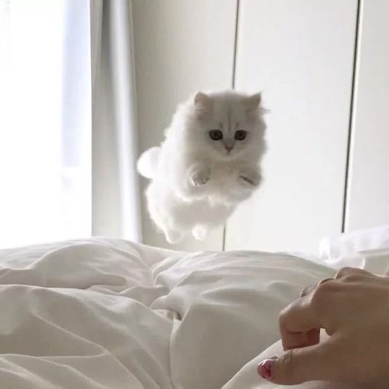 หนูมีปีกจริงๆด้วย🐈🪽