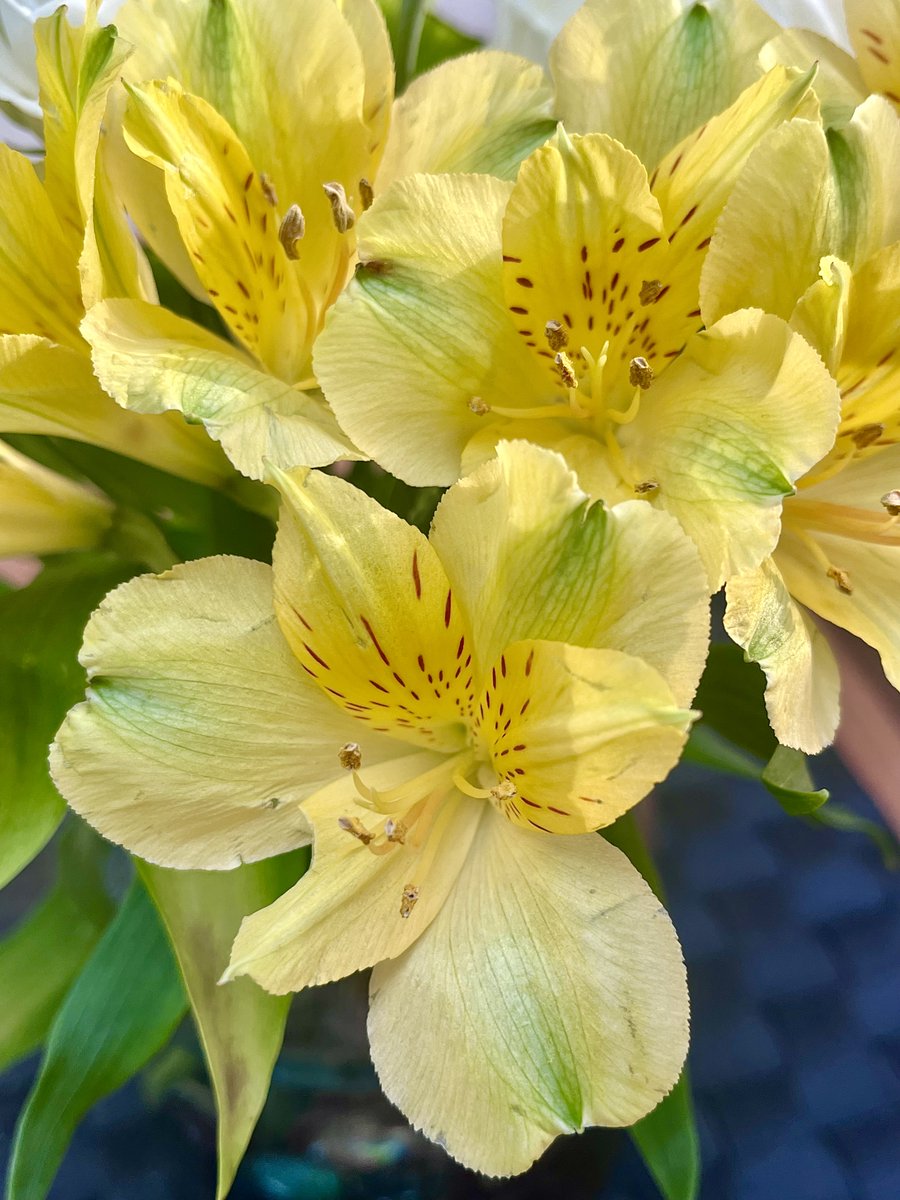 melanie_mjk's tweet image. Wishing everyone a relaxing &amp;amp; peaceful Sunday with bright &amp;amp; cheerful Alstroemeria, super in displays &amp;amp; bouquets. 🌞🌻🌼 #SundayYellow #Sundaythoughts #Bloomscrolling