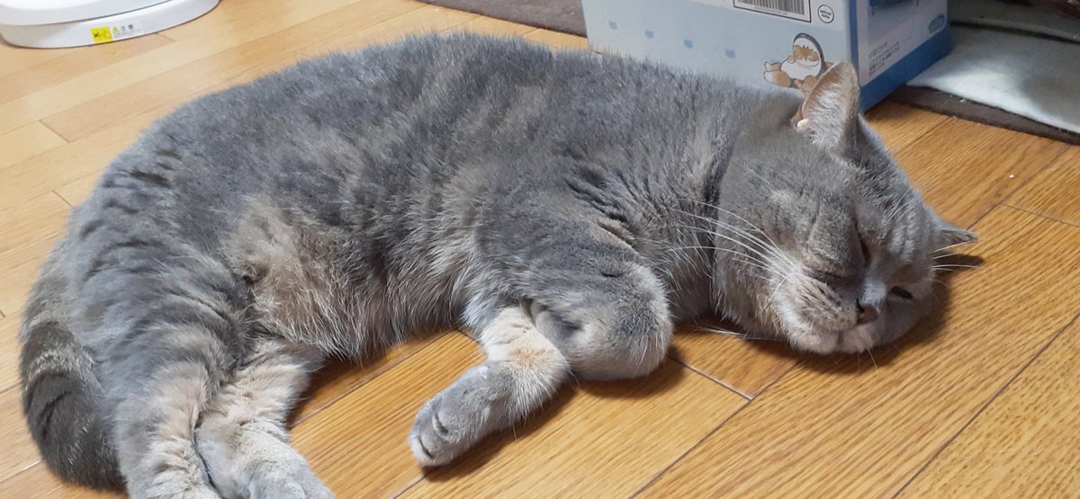 cecily_doldol's tweet image. #シビック千葉オフで会いましょう
#CCO
ミニストップで道草してたのに18時前には無事に帰宅完了也