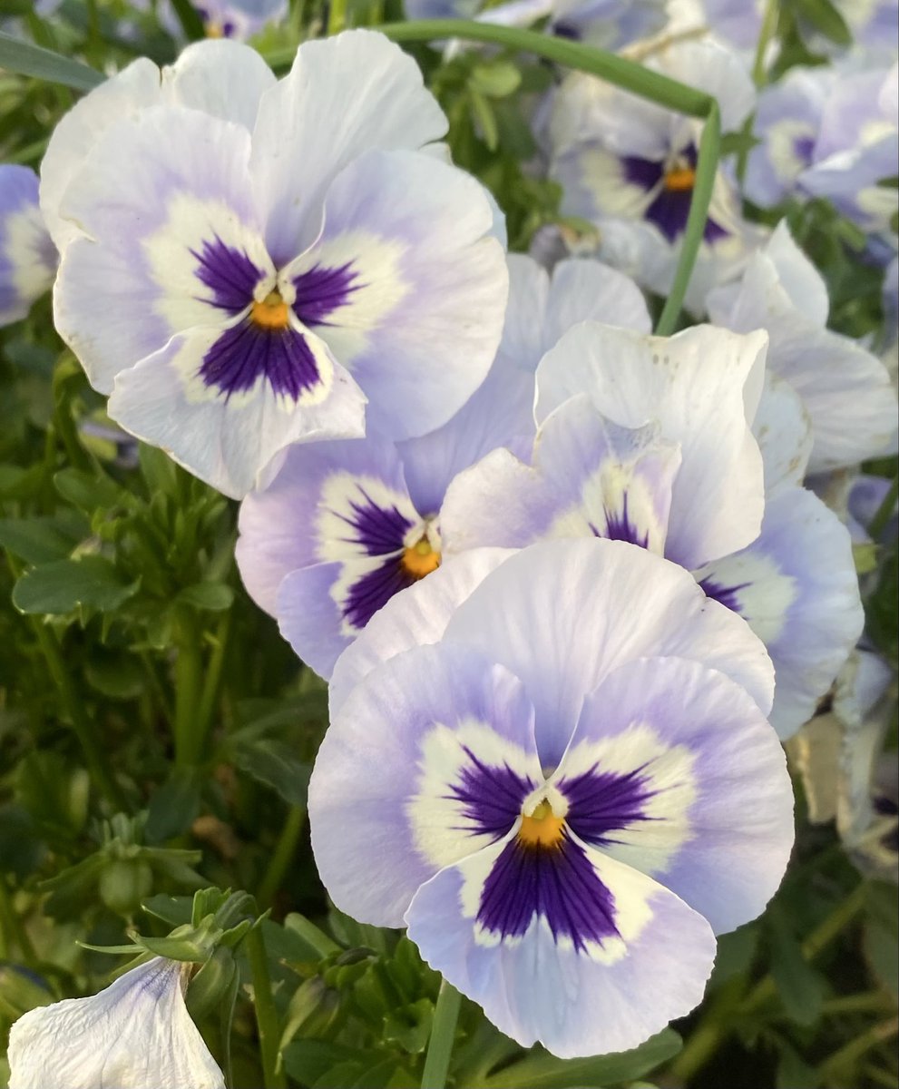 leftyblue tweet media