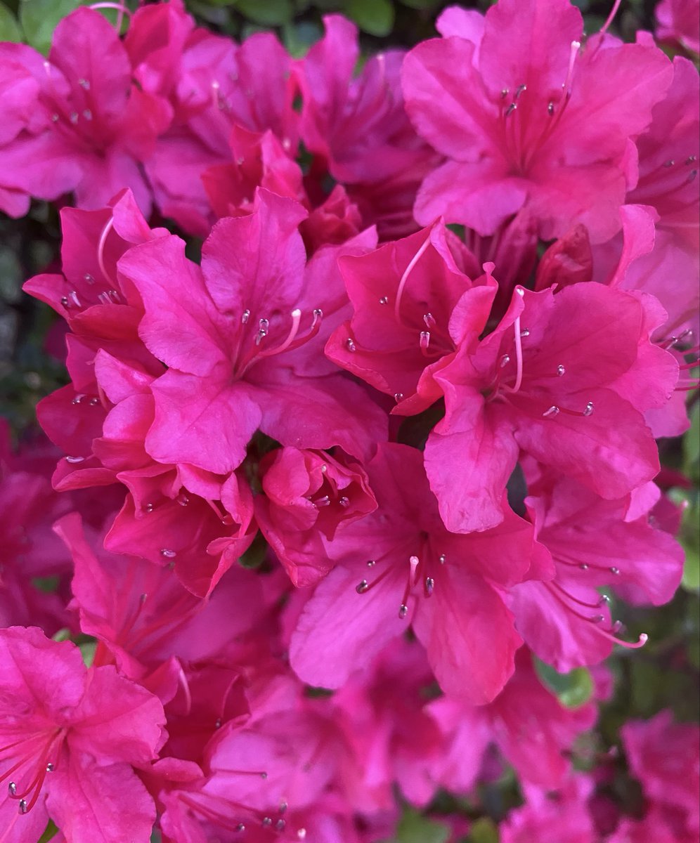 leftyblue tweet media