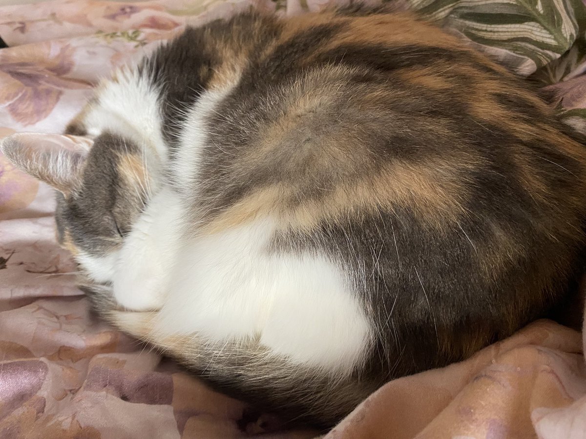 とましーな tweet media