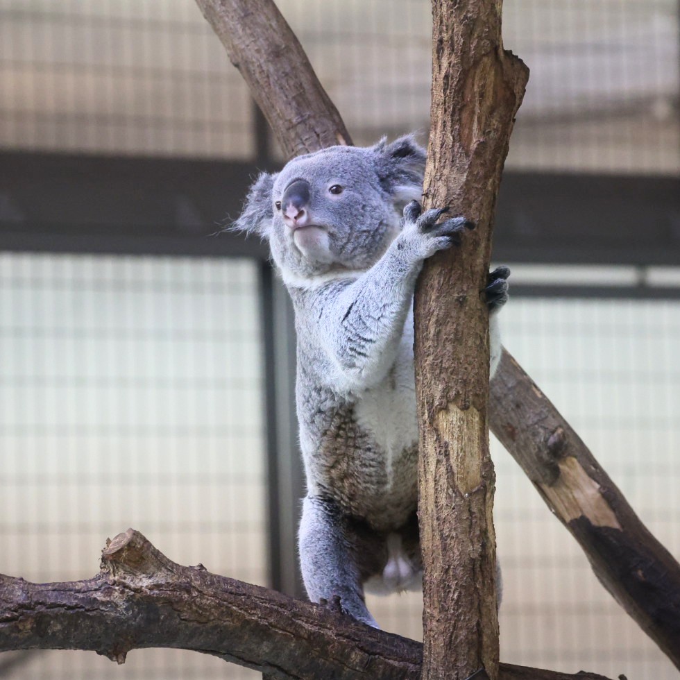 やまこじ tweet media