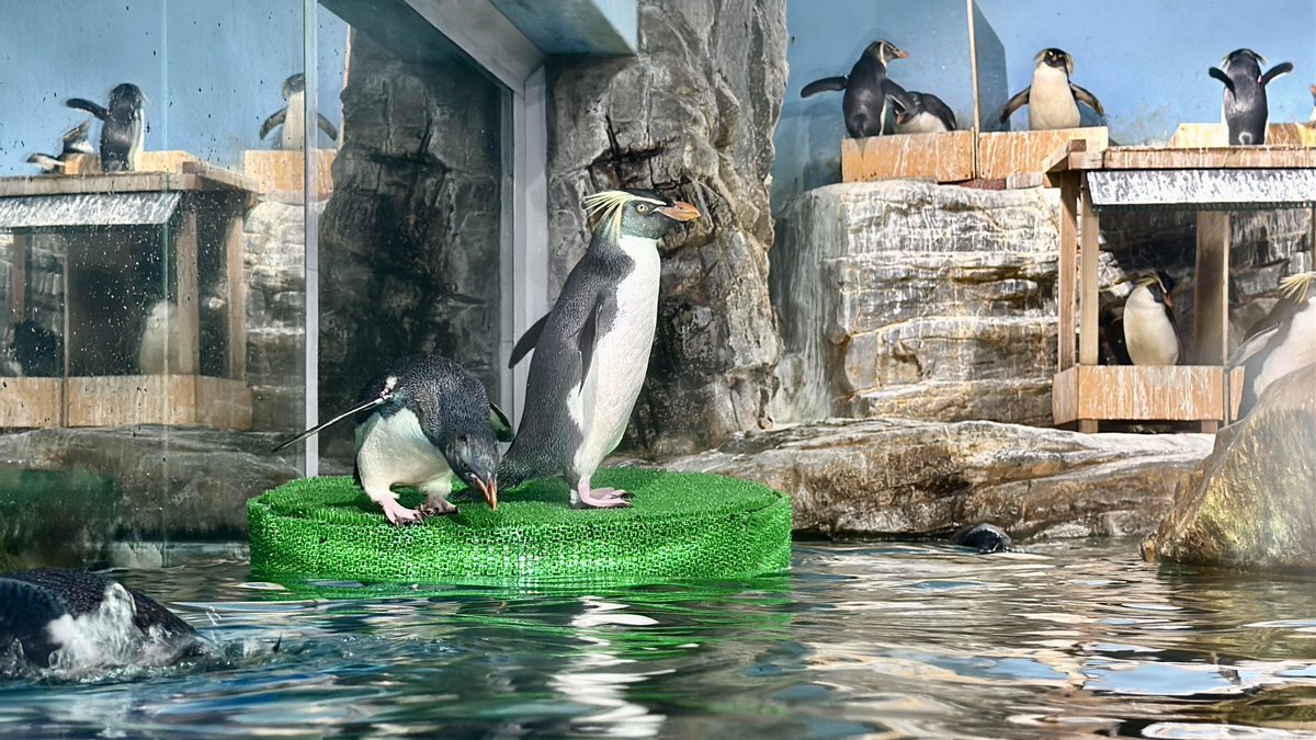 しらたき tweet media