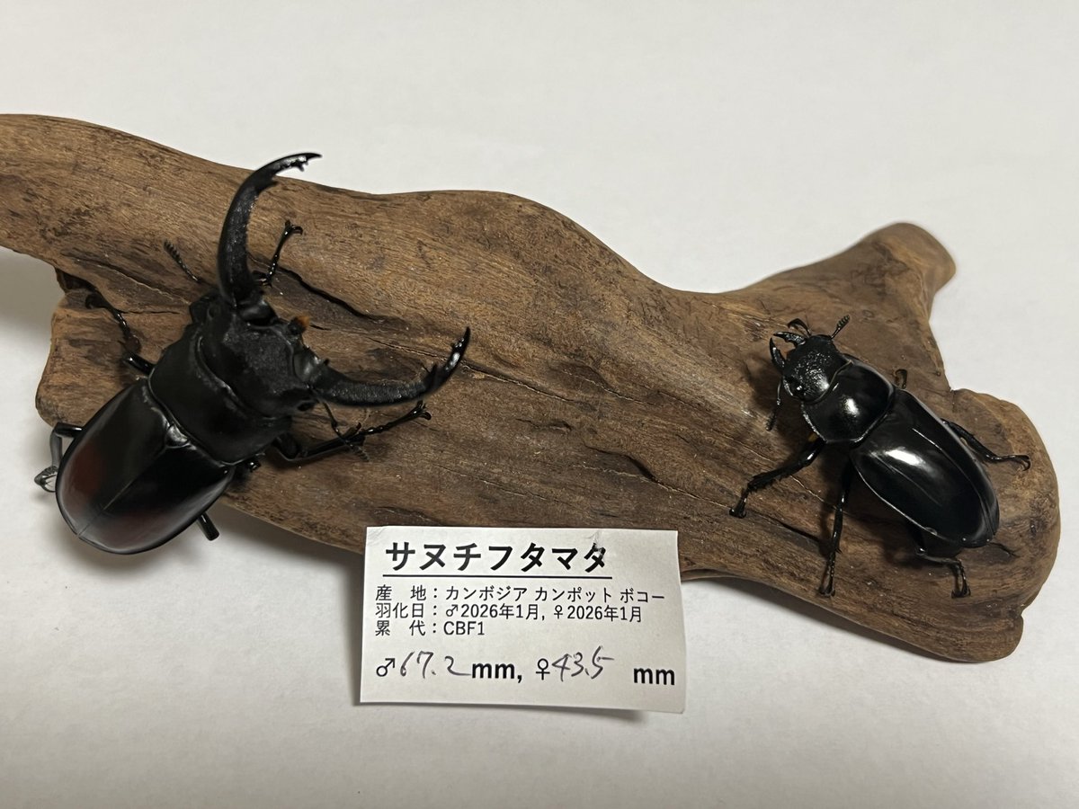 t10r6shakymuni's tweet image. 戦利品報告②
gemflowers インセクト部（@gem_insectbucho )さんのサヌチフタマタクワガタ！
こちらもお求めやすいお値段でした🙌
#SB
#SB浜松町