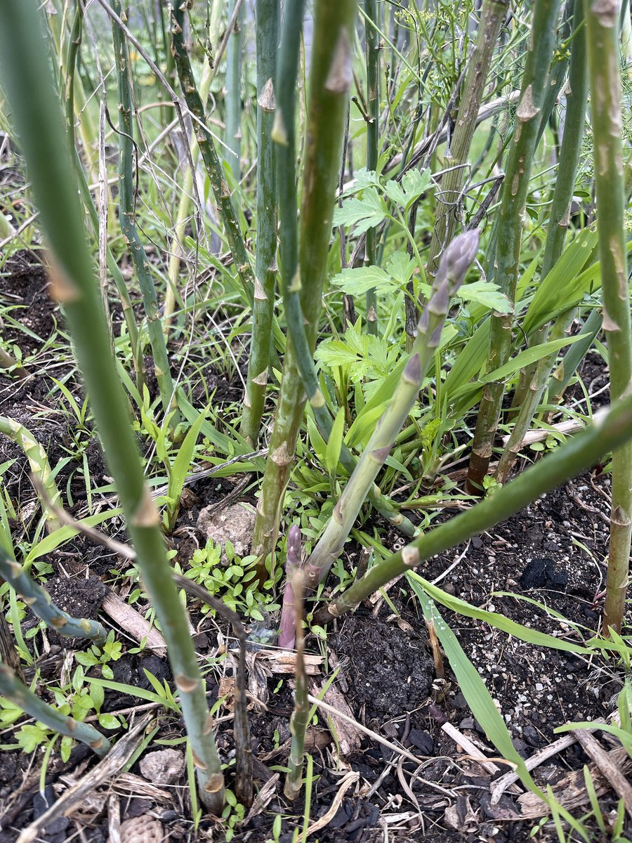 きのこ tweet media