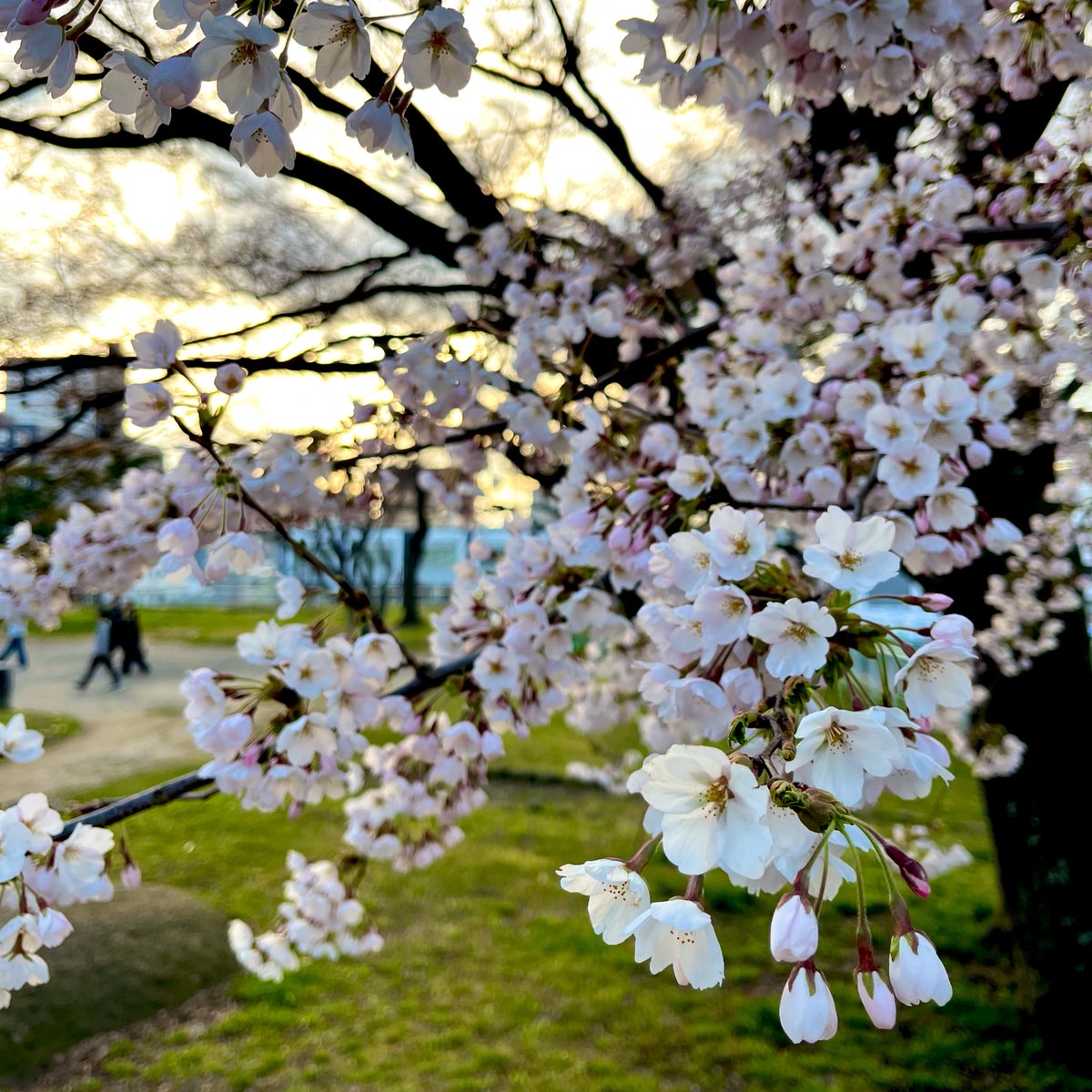 やひろ tweet media