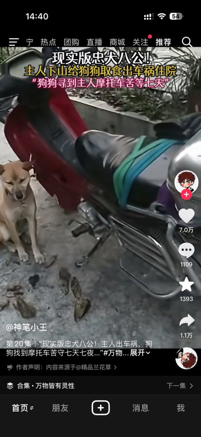 bsc_adev's tweet photo. 我们中国 现实版的“忠犬八公” 
主人出车祸，狗狗找到摩托车苦守七天七夜 
在网上引起网友强烈共鸣，
新闻媒体报道，全网百���点赞👍
https://t.co/QoDqnoCrph https://t.co/JK2nP3Wq8E