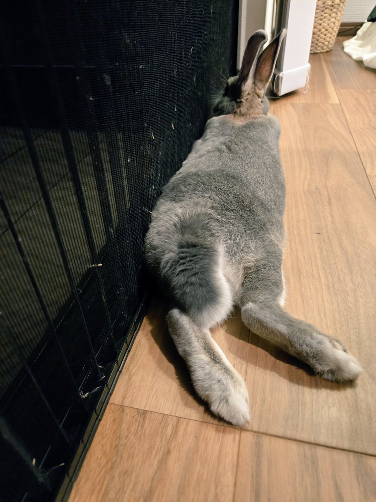 めろん tweet media